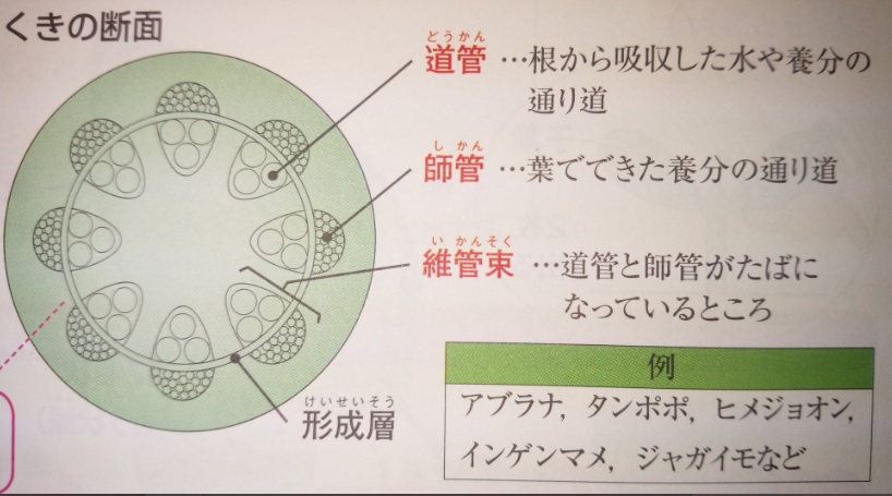 根 茎のつくりは 単子葉類 と 双子葉類 で分ける 中学受験 塾なし の勉強法