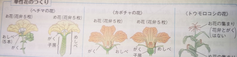 花のつくり 花の4要素 両性花と単性花 花びらの枚数 中学受験 塾なし の勉強法