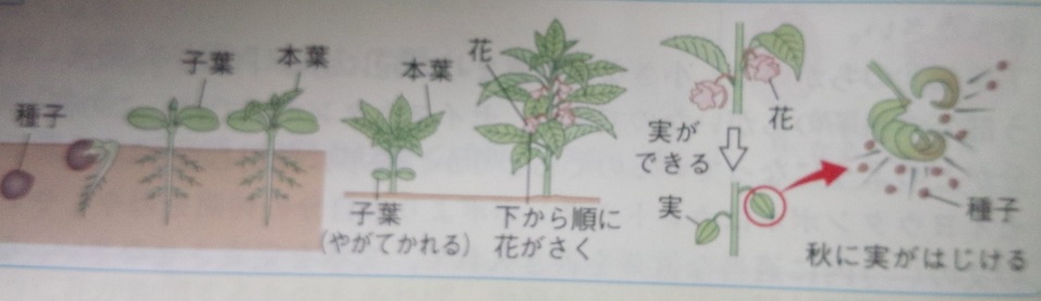 花の分類 イネ ススキ ヒマワリ ホウセンカ 中学受験 塾なし の勉強法