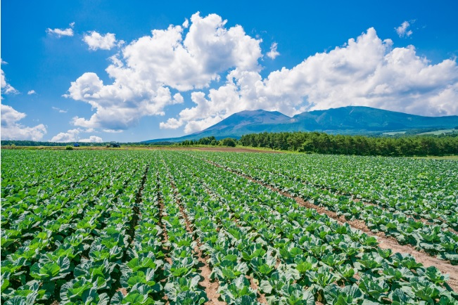 差がつく野菜の収穫量・都道府県ランキング―中学受験に塾なしで挑戦するブログ